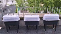 BFS1: Schülerinnen und Schüler säen Gemüse und Kräuter aus